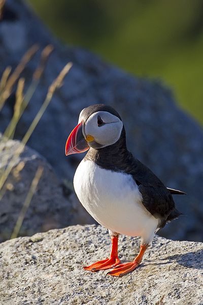 Atlantic Puffin by Andreas Trepte